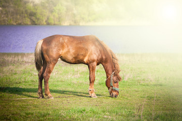 Obraz premium The horse feeds