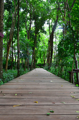 Wooden walk way in the garden