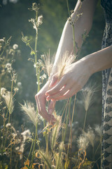 Female hands in airy, ethereal summer light picking ears of wheat - Agriculture - Farm - Summer mood - 