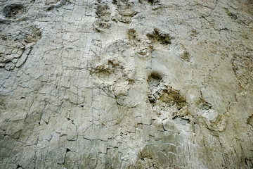 Versteinerte Fußabdrücke von Dinosaurier 