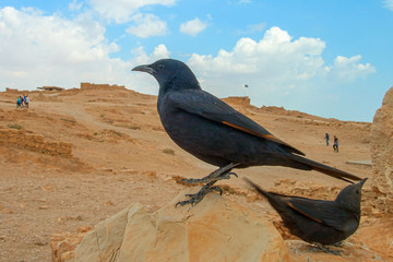 Ruins of Masada fortress, Israel
