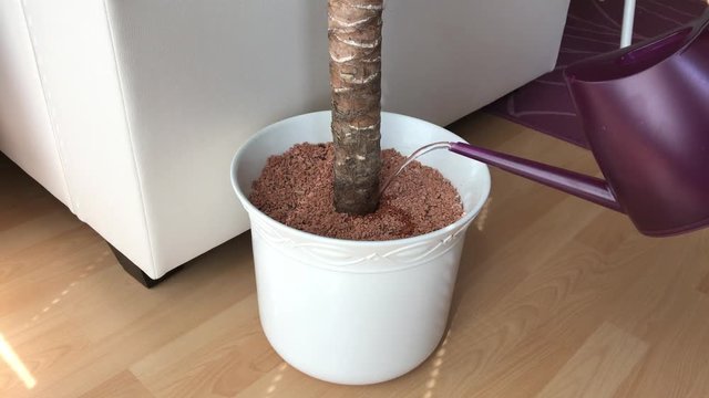 Blumen gie&szlig;en in Wohnung zu Hause mit Gie&szlig;kanne im Wohnzimmer