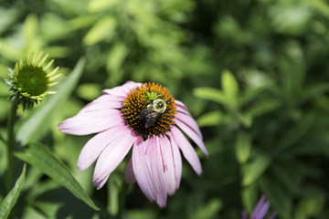 Busy Bee