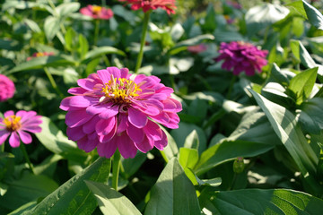 Fototapeta premium Closeup Pink Zinnia blooming in the garden on sunny day