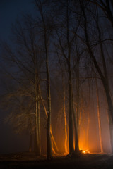 Foggy Night