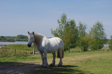 Obraz premium Promenade au domaine de Careil