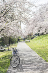 Fototapeta premium 自転車と桜並木