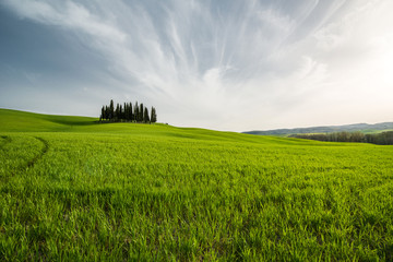 Obraz premium The cypresses