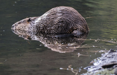 Beaver in the rain 