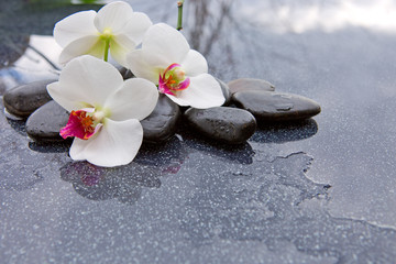 Spa stones and white orchid on gray background.