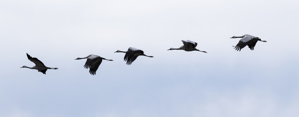 Grullas volando en línea en el cielo azul