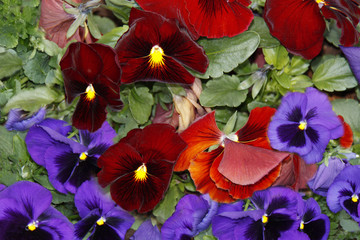 Stiefmütterchen Blumenbeet / mehrere - Rot, lila, blau, violett gelb