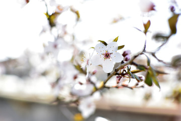 White spring flowers