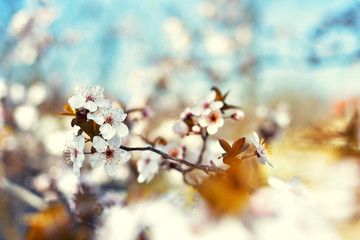 White spring flowers