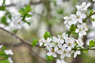 White spring flowers