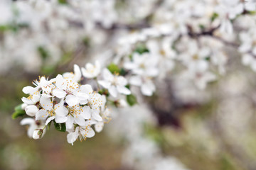 White spring flowers