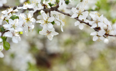 White spring flowers