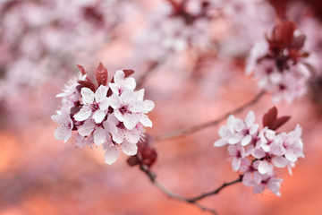 Pink spring flowers
