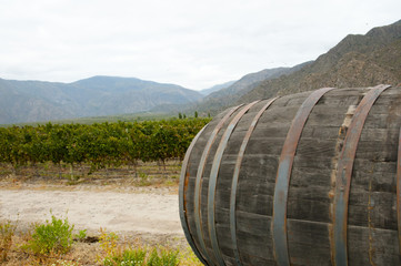Obraz premium Vineyard - Cafayate - Argentina
