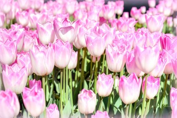 Pink tulips at the Goztepe Freedom park in Istanbul