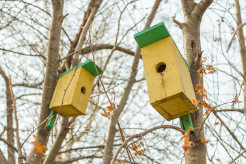 nesting box on a tree in spring forest