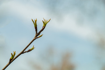 Buds on branches in spring
