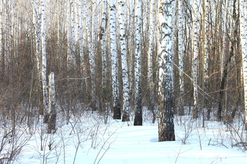 Beautiful birch trees in winter in cold weather