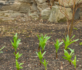 First grass in spring on loose ground