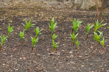 First grass in spring on loose ground