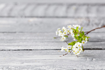 White spirea gray on wood background. selective focus. Copy space