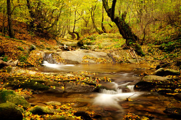 River with leaves in beautiful Autumn colors