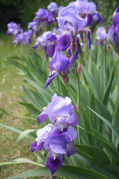 Aiuola di Iris blu in giardino