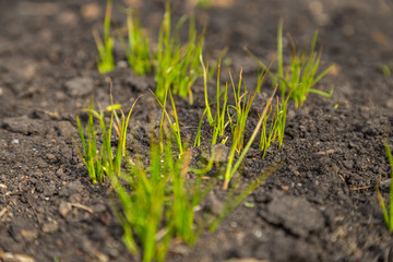 First grass in spring on loose ground