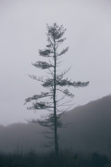 Foggy Tree - 146255877