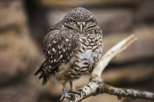 Burrowing owl perched on a branch