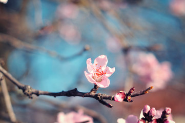 Pink spring flowers