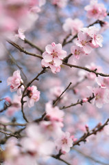 Pink spring flowers