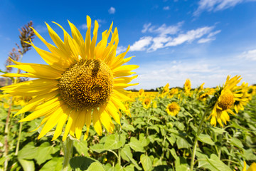 Sunflower fields bloom in the middle of the valley and blue sky.