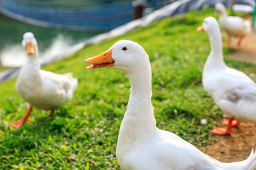 White ducks on the wild grass