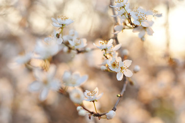 Fototapeta na wymiar White spring flowers
