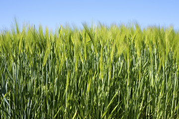 céréales en herbe