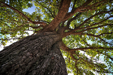 Vertical photo of an old tree.