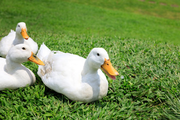 White ducks on the wild grass