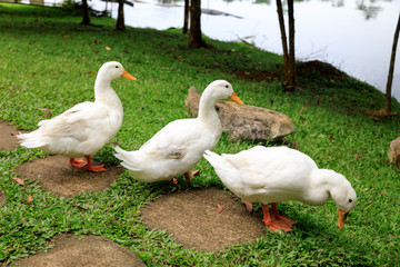 White ducks on the wild grass