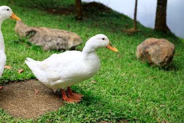 White ducks on the wild grass