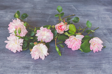 Roses on a blackboard