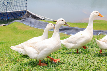 White ducks on the wild grass