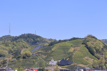 Tea Plantation of Kyoto Japan
