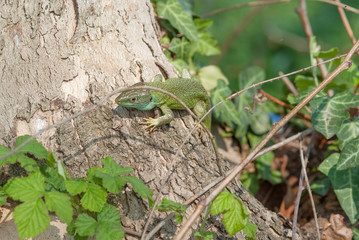 ramarro su un albero