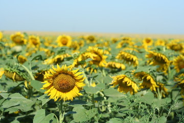 Fototapeta premium Sunflowers field, summer landscape